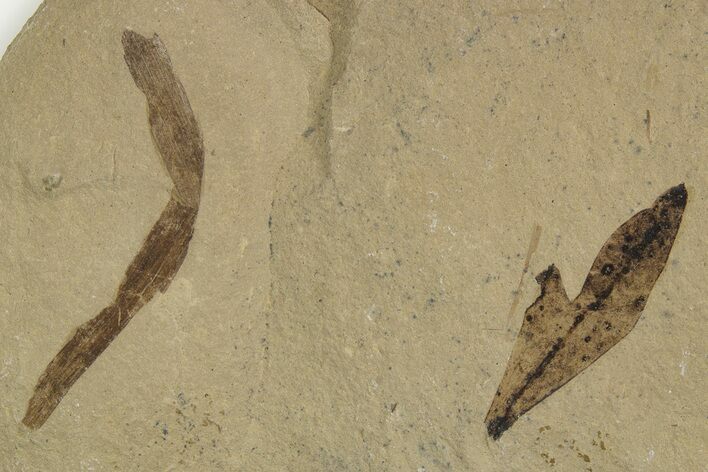 Fossil Leaves (Cardiospermum & Monocot) - Green River Formation, Utah #334282